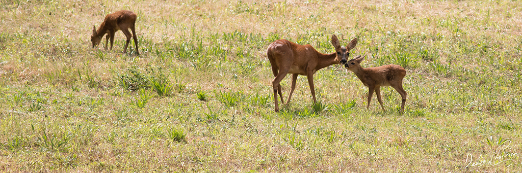 Chevrette et ses deux faons dans une prairie
